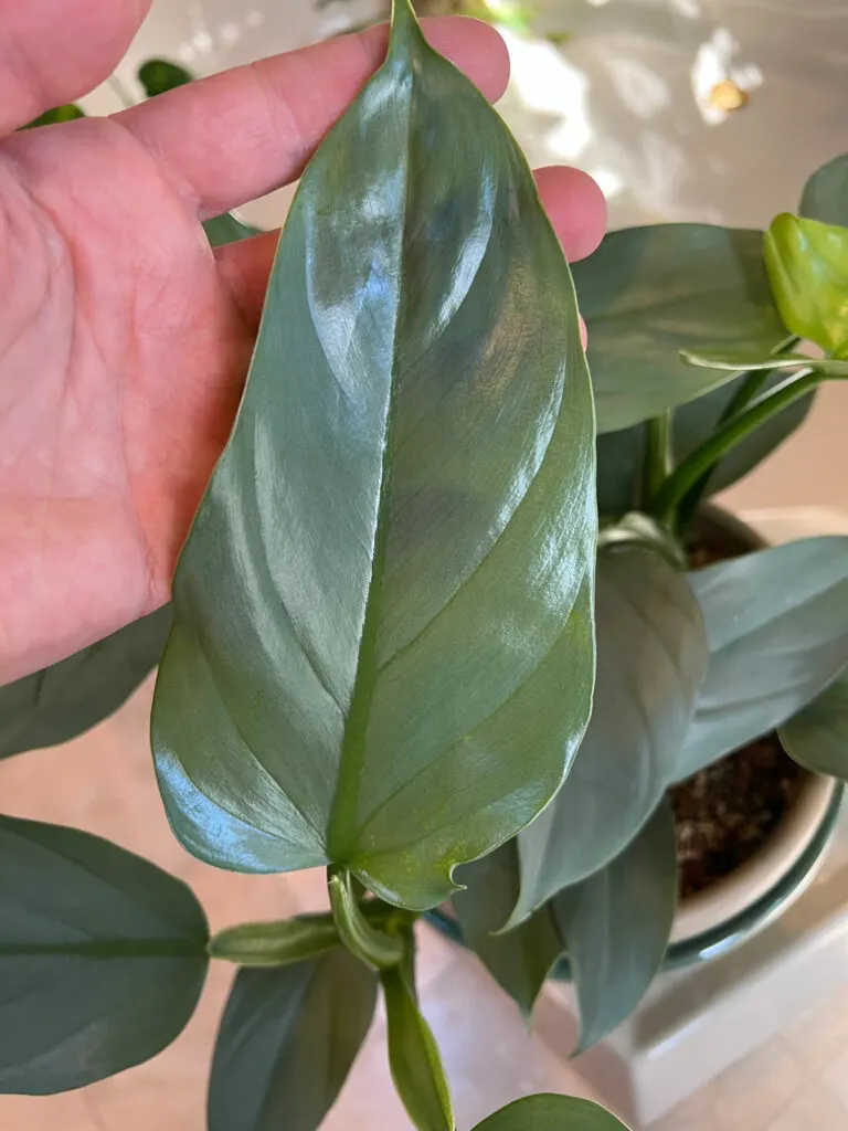 philodendron-silver-sword-care
