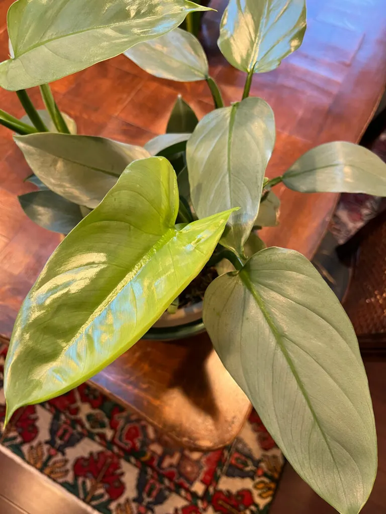 philodendron-silver-sword-care