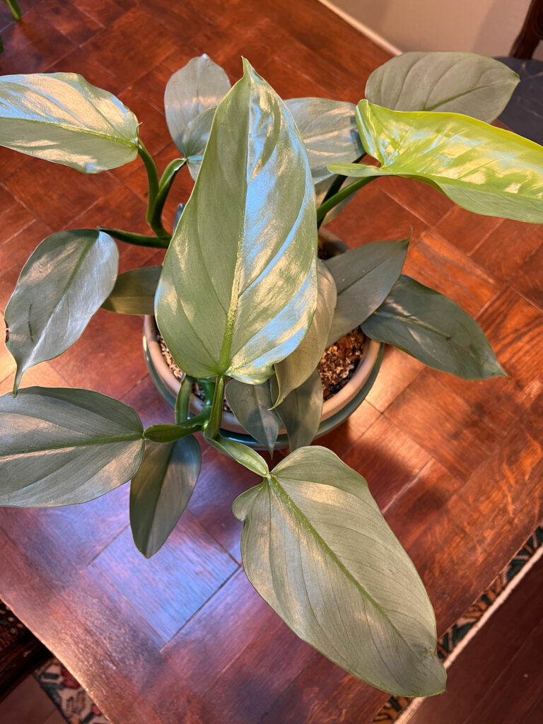 philodendron-silver-sword-care