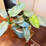 Philodendron Silver Sword: Complete Care & Propagation Tips philodendron-silver-sword-care