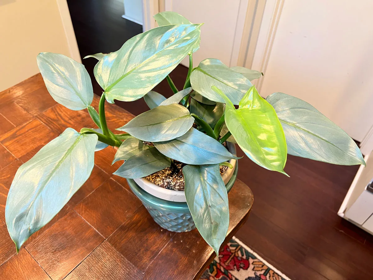 philodendron-silver-sword-care