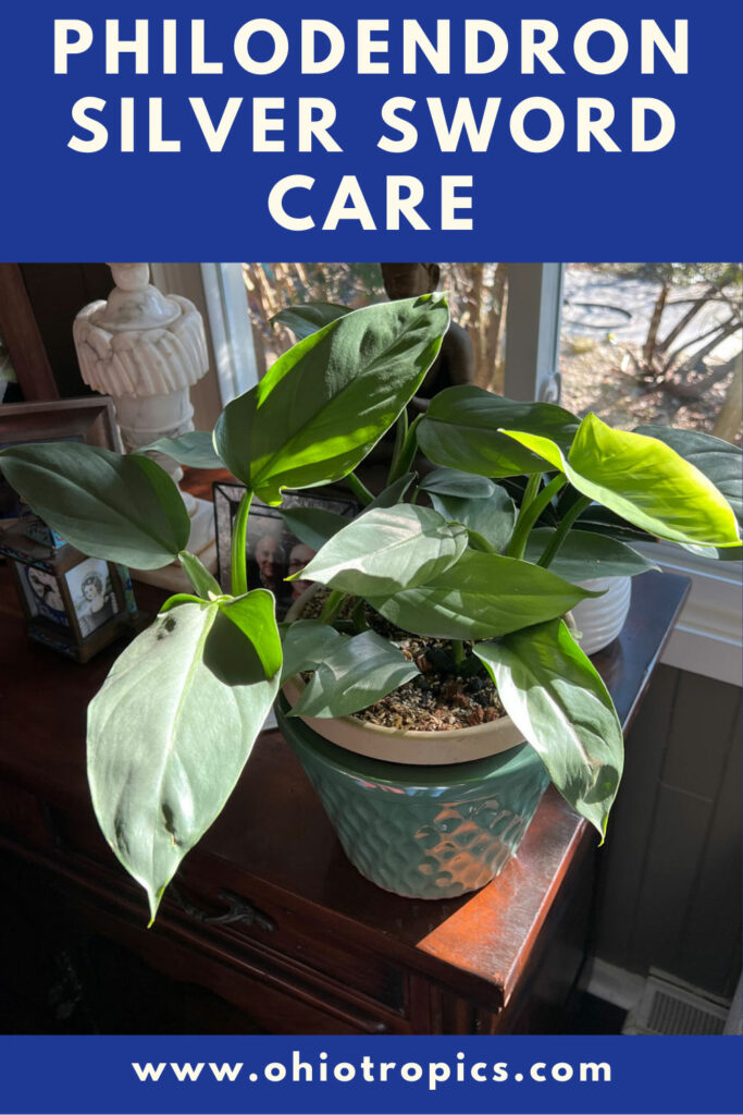 philodendron-silver-sword-care