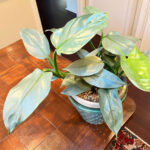 philodendron-silver-sword-featured