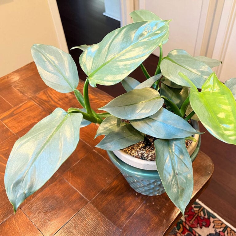 Philodendron Silver Sword:  Complete Care & Propagation Tips