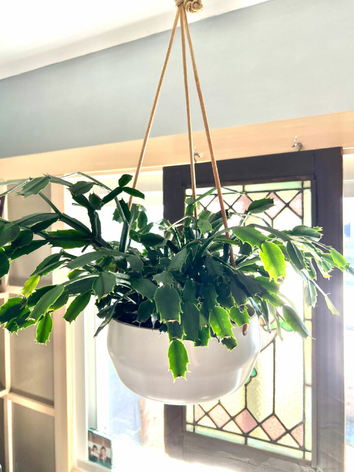 Repotting Thanksgiving Cactus: 3 Easy Steps (w/ photos)