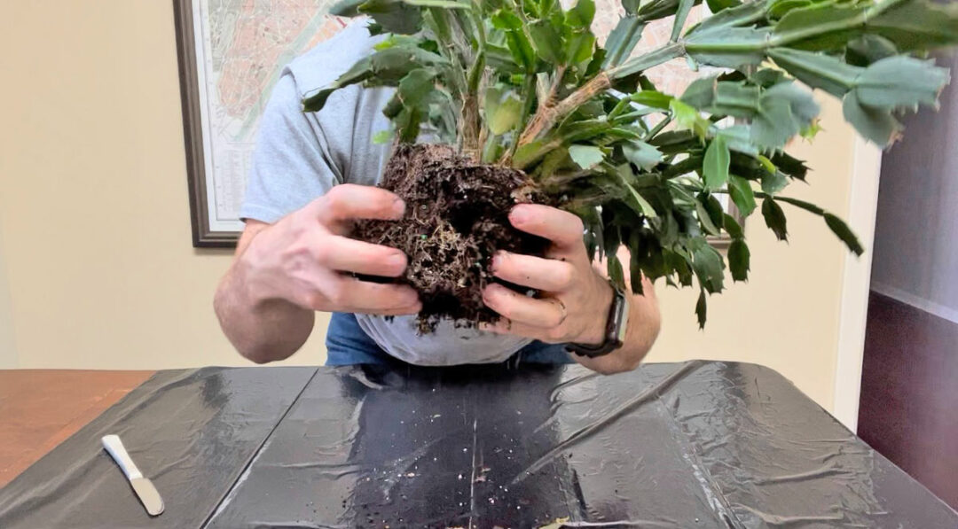 Repotting Thanksgiving Cactus 3 Easy Steps (w/ photos)