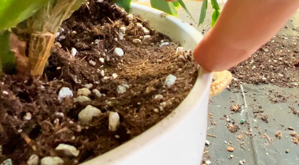 repotting-thanksgiving-cactus