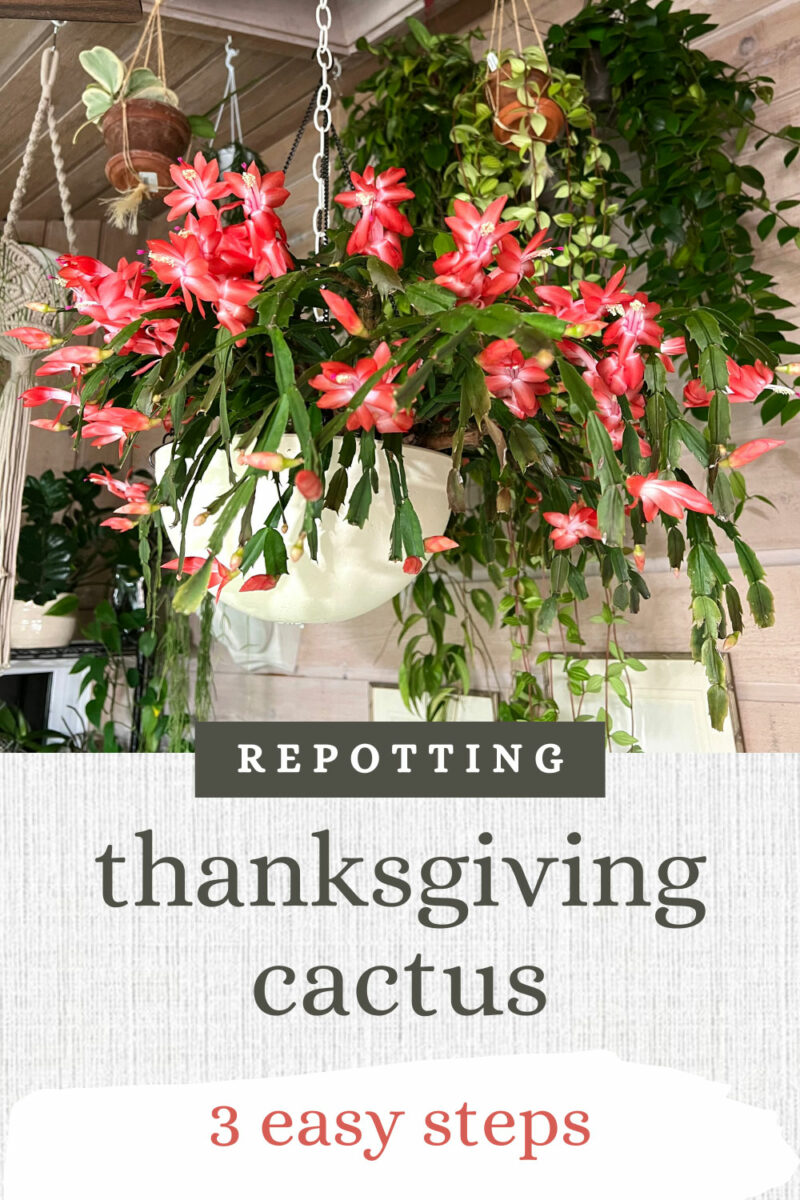 Repotting Thanksgiving Cactus 3 Easy Steps (w/ photos)