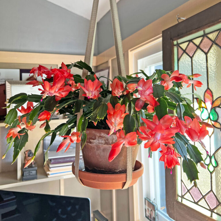 Repotting Thanksgiving Cactus:  3 Easy Steps (w/ photos)
