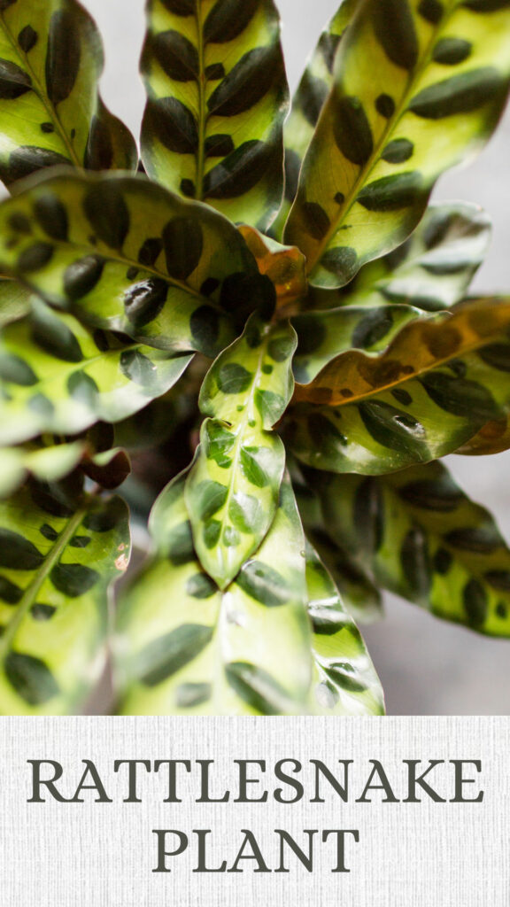 Rattlesnake-plant-north-facing-window