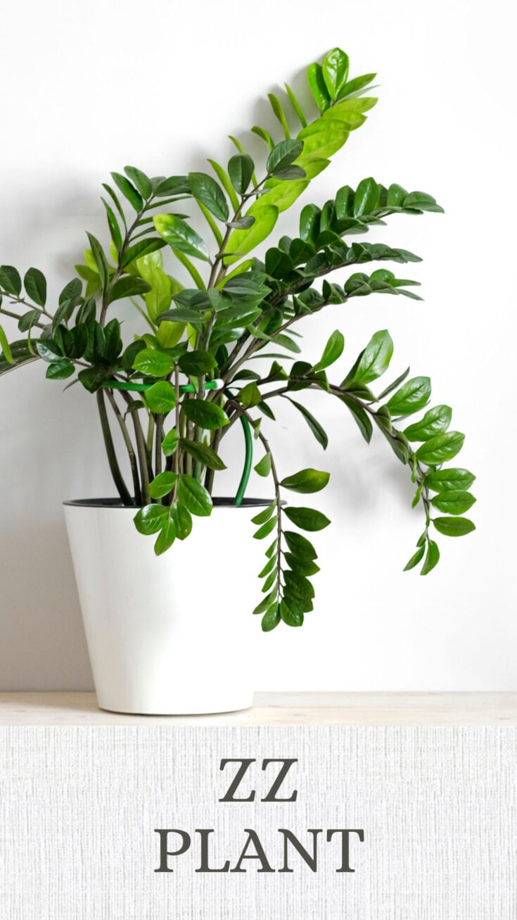 31 Best Houseplants for North Facing Windows (w/ Pics)