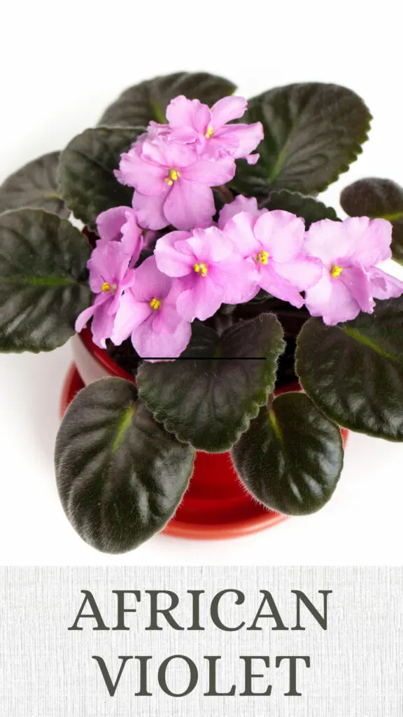 african-violet-north-facing-window