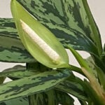 Aglaonema Flowers: To Cut or Not to Cut, the 1 Simple Truth aglaonema-flower-closeup