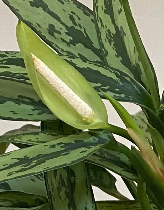 aglaonema-flower-closeup