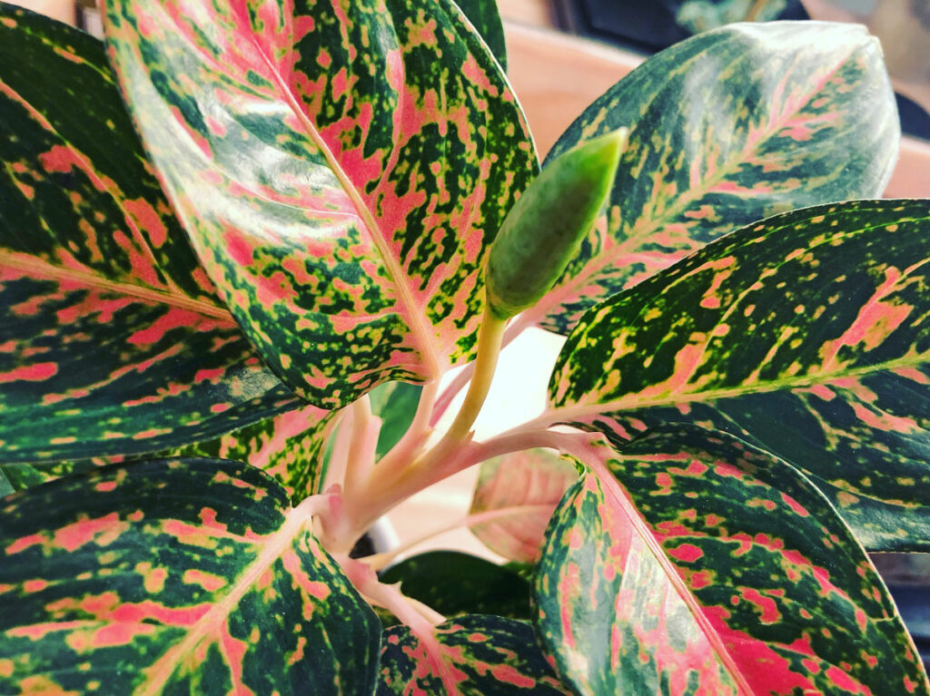 aglaonema-flower