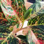 Best Soil for Aglaonema Plants: 3 Great Choices aglaonema-flower