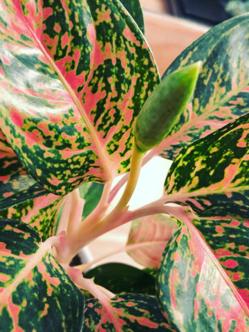 aglaonema-flower