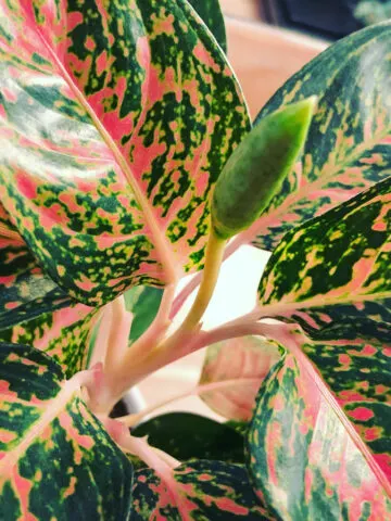 aglaonema-flower