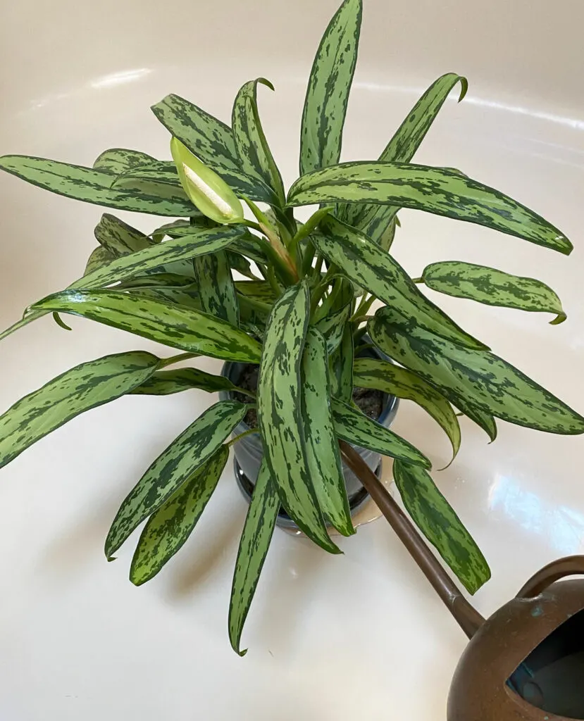 aglaonema-flower