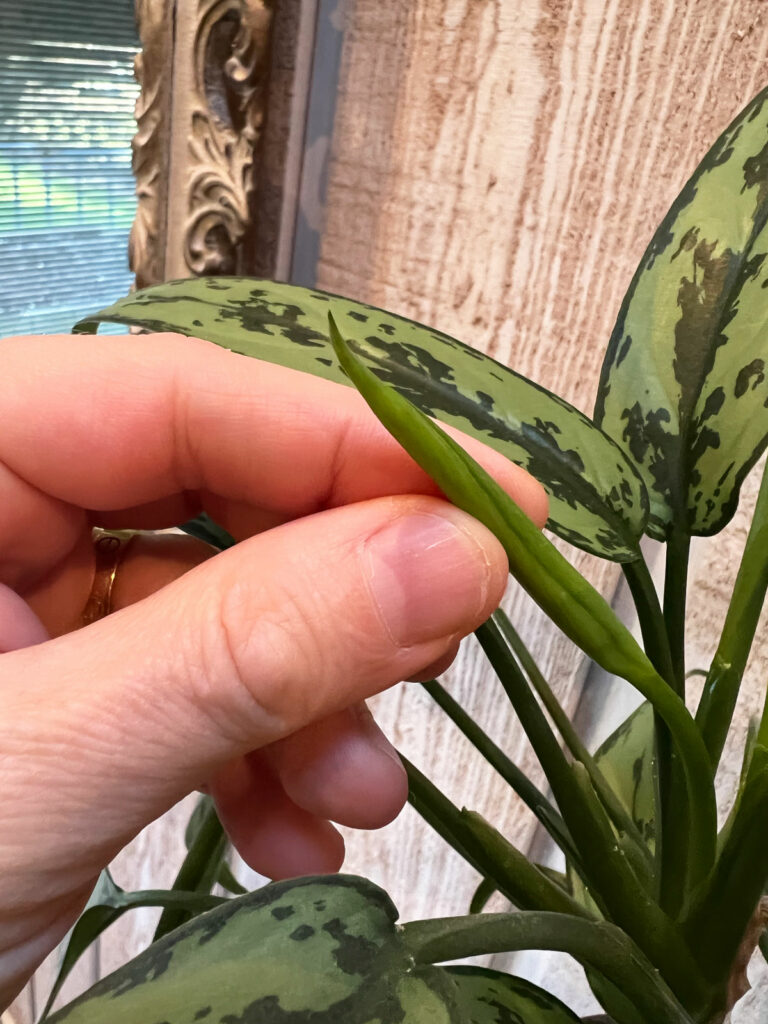 aglaonema-flower