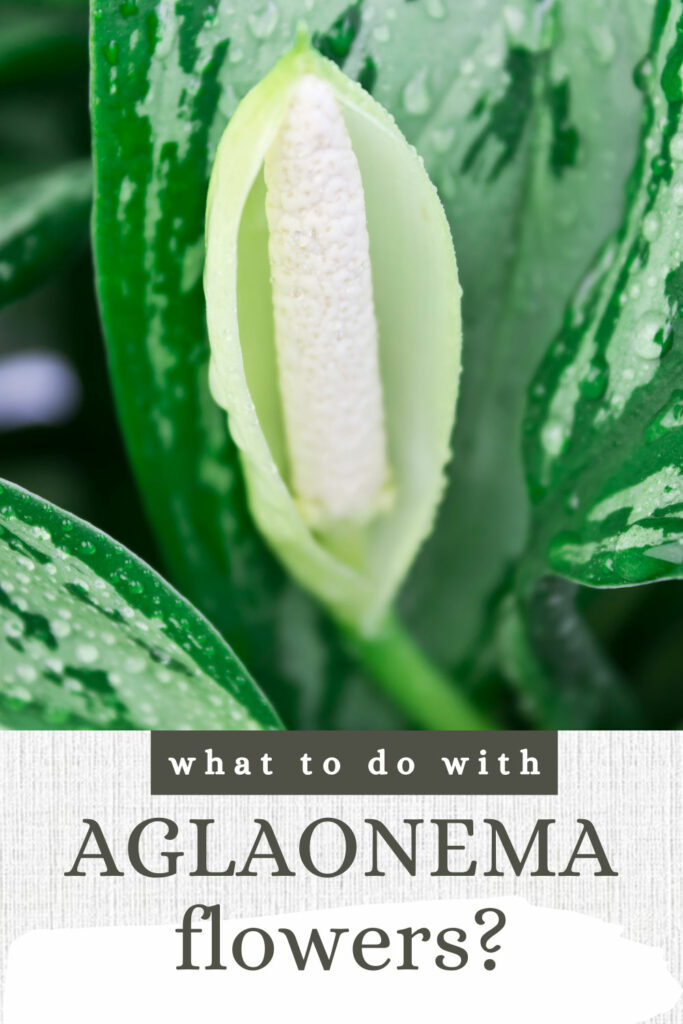 aglaonema-flower