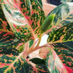 aglaonema-flowers-featured