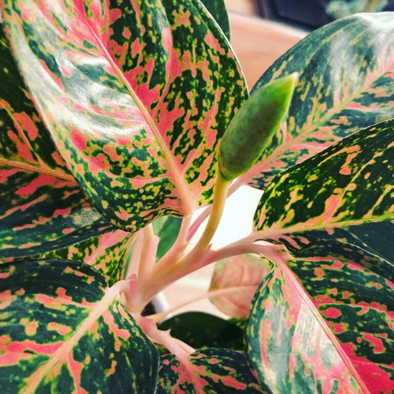 Aglaonema Flowers:  To Cut or Not to Cut, the 1 Simple Truth