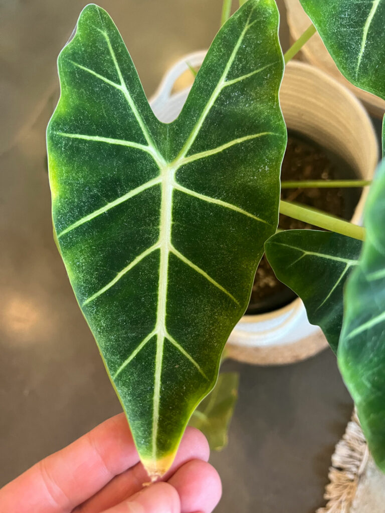 alocasia-frydek-yellow-edges-brown-tip