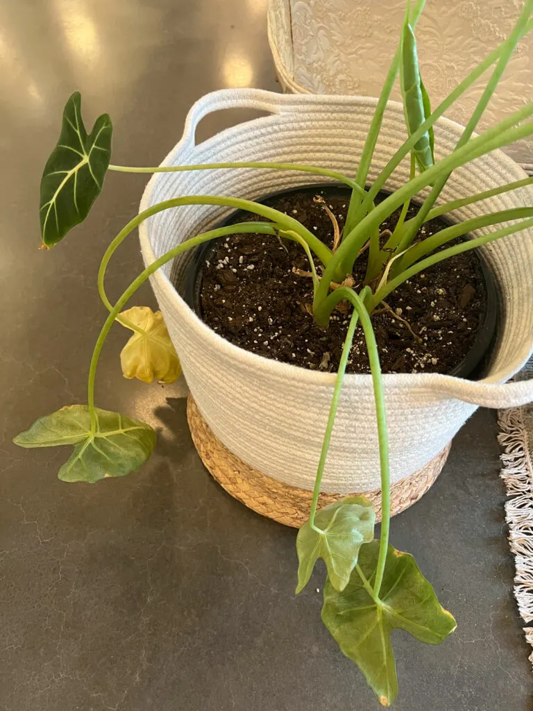 https://www.ohiotropics.com/wp-content/uploads/2022/04/alocasia-frydek-3-768x1024.jpg.webp?utm_source=chatgpt.com