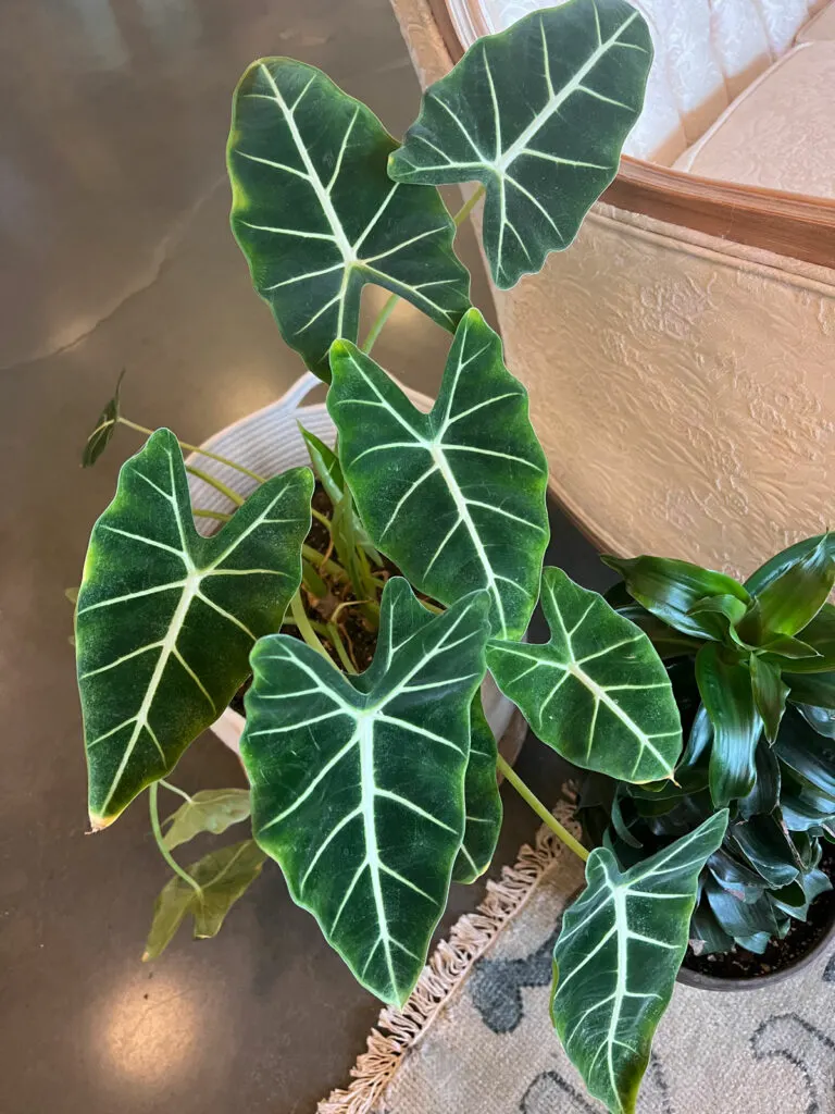 alocasia-frydek