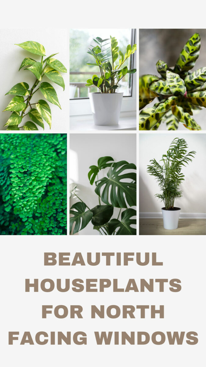 31 Best Houseplants for North Facing Windows (w/ Pics)