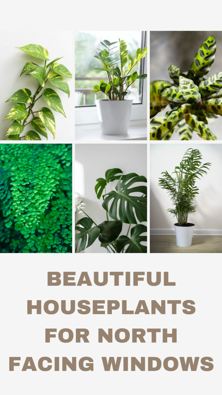 31 Best Houseplants for North Facing Windows (w/ Pics)