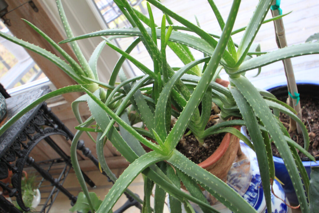 41 Best Plants for South Facing Windows + Growing Tips