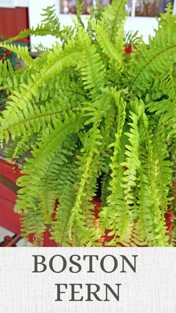 boston-fern-north-facing-window