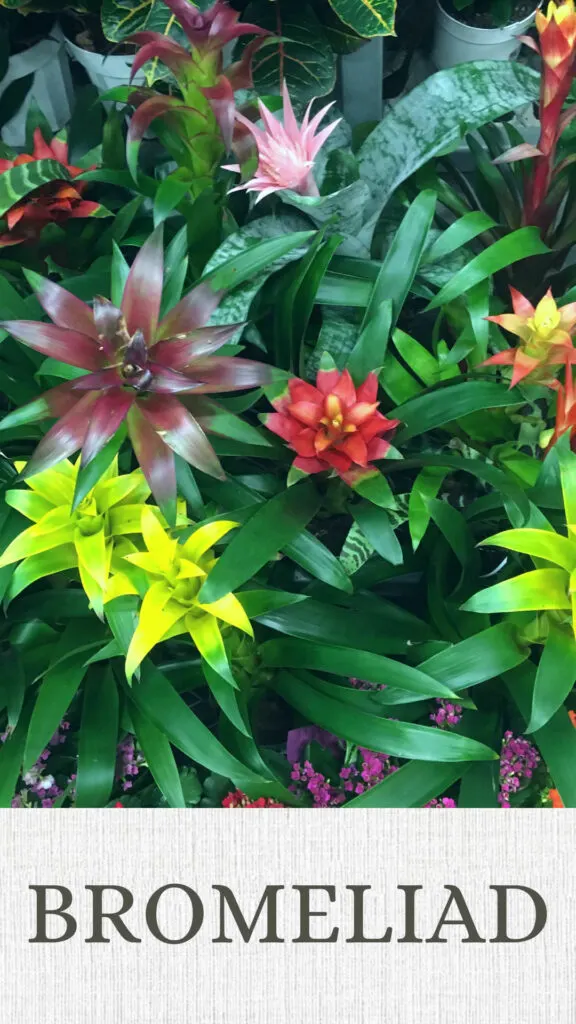 bromeliad-north-facing-window