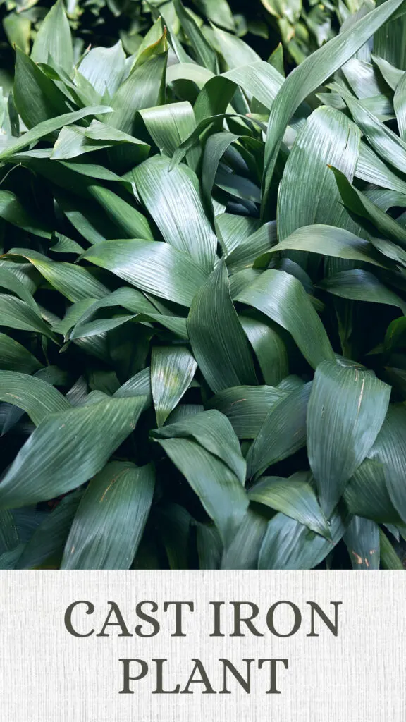 cast-iron-plant-north-facing-window