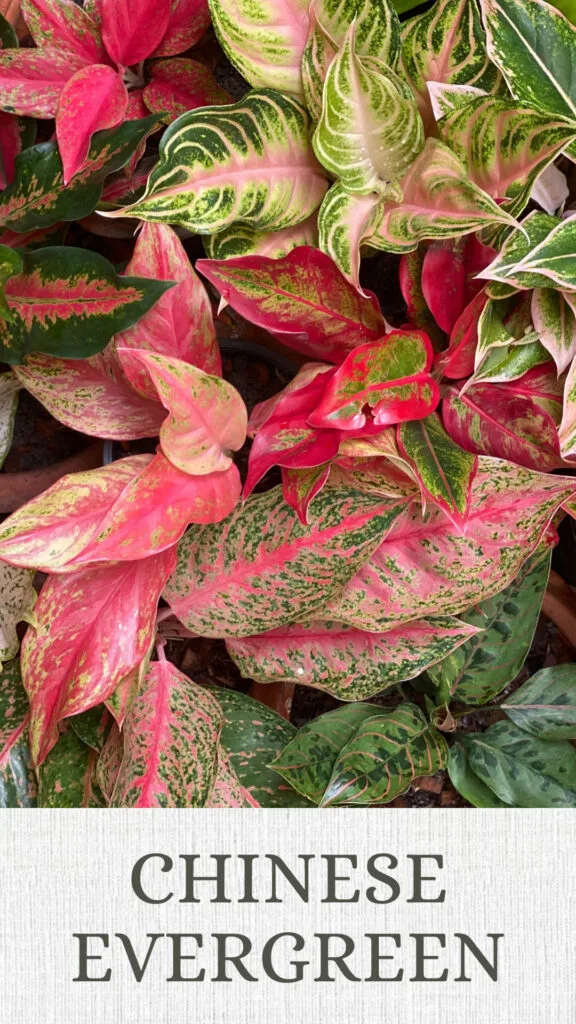 chinese-evergreen-north-facing-window