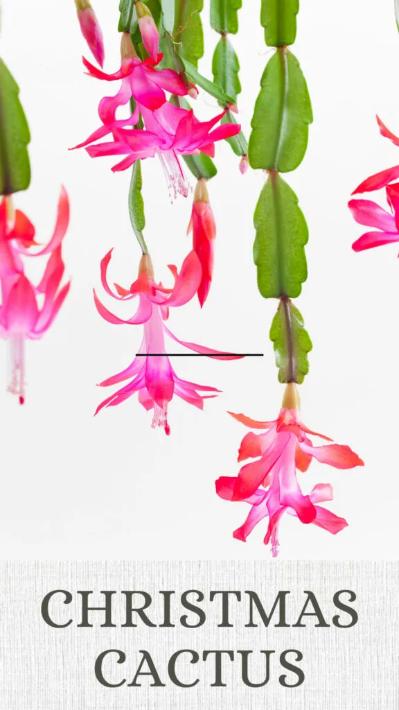 christmas-cactus-north-facing-window