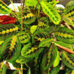 cropped-prayer-plant-featured