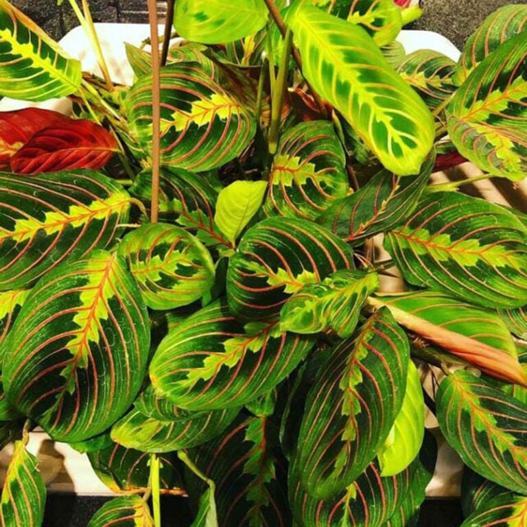 31 Best Houseplants for North Facing Windows (w/ Pics)