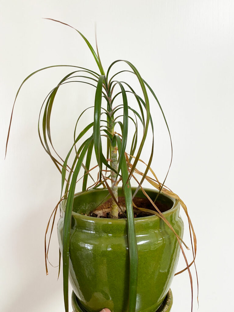 Dracaena marginata hojas marrones