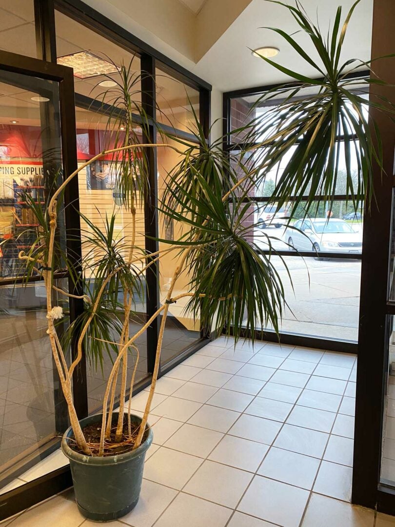 Dracaena marginata: 7+ Top Care Tips & Troubleshooting Guide