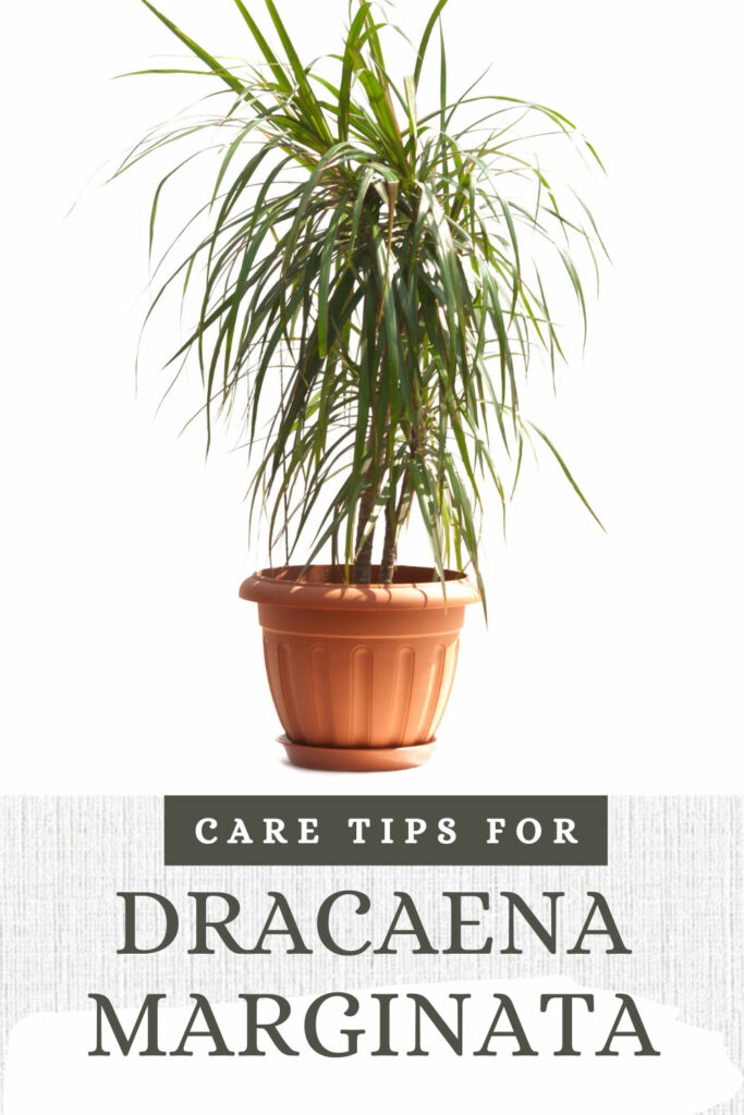 dracaena marginata