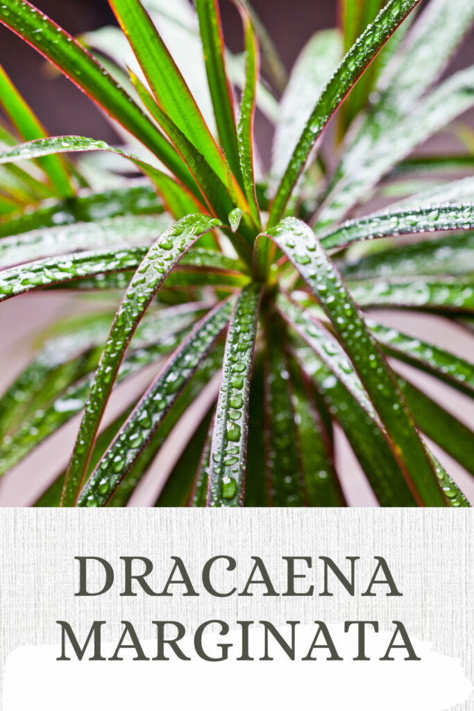 dracaena marginata