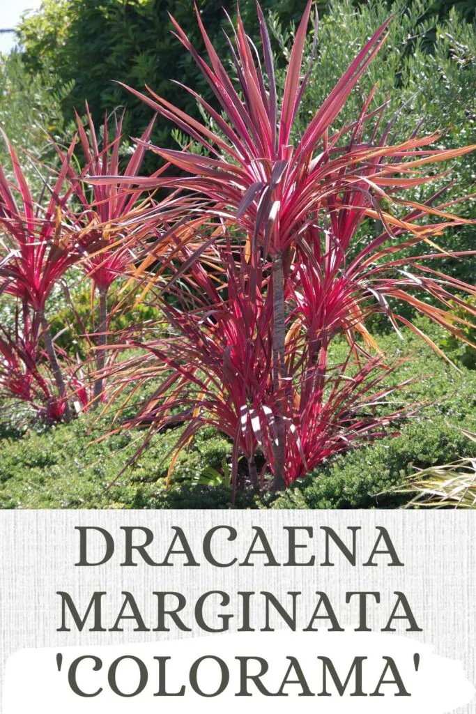 dracaena-marginata-colorama