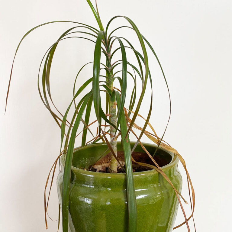 Dracaena marginata: 7+ Top Care Tips & Troubleshooting Guide