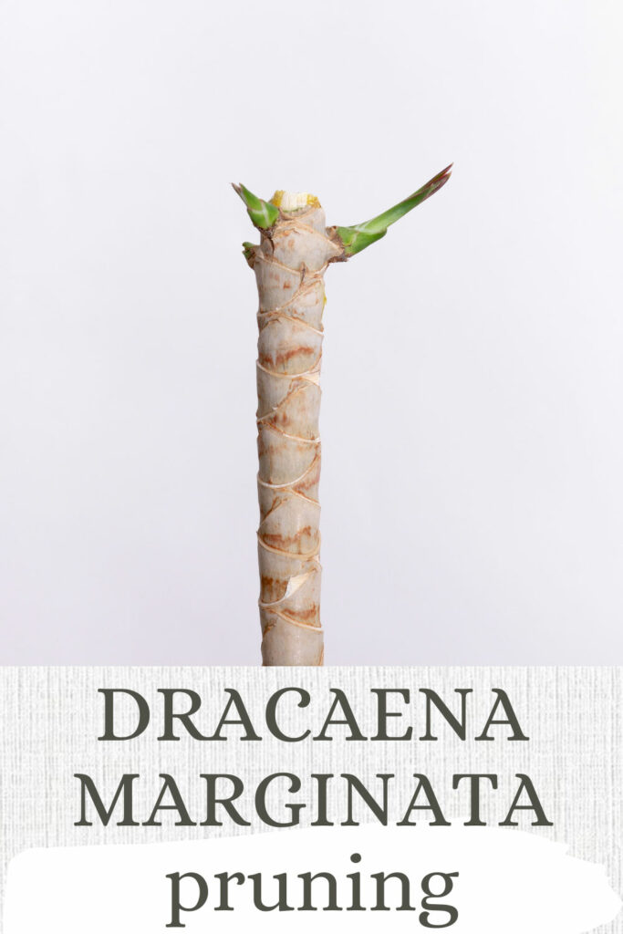 poda-dracaena-marginata