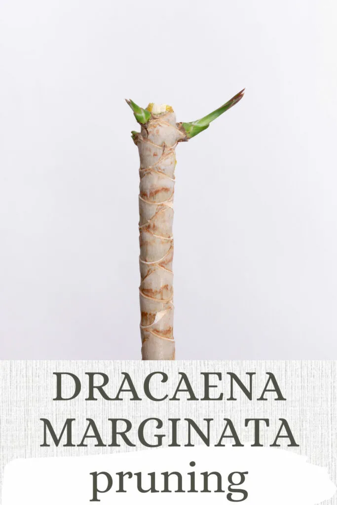 pruning-dracaena-marginata