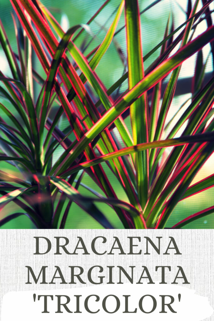 dracaena marginata tricolor