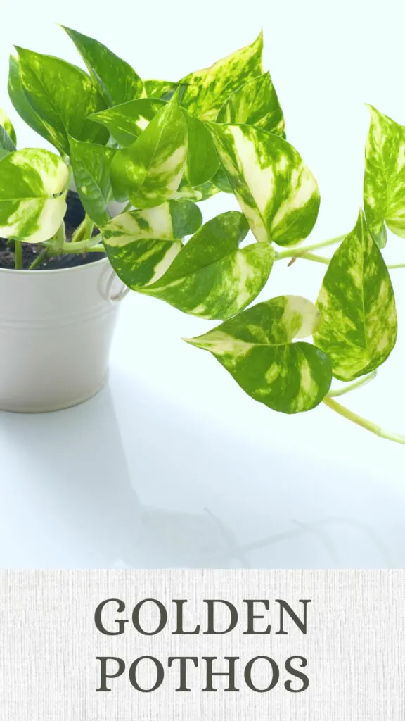 golden-pothos-north-facing-window